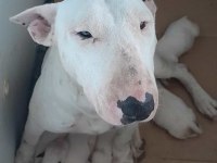 Snoopy dog resmen çok tatlı bull terrier