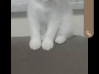 Scottish fold beyaz mavi