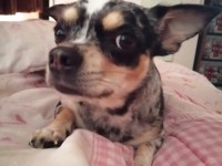 3 yaşında enerjik şivava chihuahua