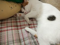 Kedimizi ücretsiz sahiplendirme