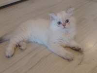 British Longhair Erkek