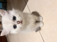 British Shorthair Yavru