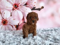 Toy Poodle Yavrular Aile Ortamında Büyüyen