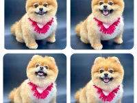 TÜRKİYENİN EN İYİ A PLUS YAVRU POMERANİAN KÖPEKLERİ
