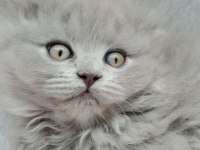 Scottish longhair british longhair yavrularim