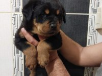 Macar Kafa Rottweiler Yavrular