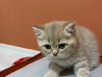 British Shorthair Yavrumuz Şecereli Baba