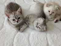 2 aylık british shorthair