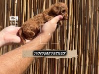 SEVİMLİ IRK TOY POODLE