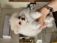 Pomeranian Boo Yavrularımız