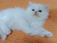 İran persian erkek yavru
