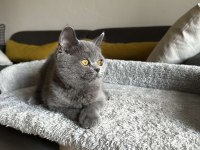 Gri British shorthair cinsi yavrumuza yuva arıyoruz