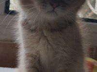 British Shorthair Golden Dişi