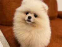 Sevimli Pomeranian köpeklerimiz