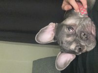 8 aylık french bulldog anatomisi harika lilac tan