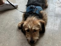 Köpeğimiz sıcak yuvasını arıyor