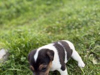 Jack russell orijinal kısa bacak kısa kuyruk