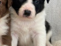 Irk Garantili Border Collie Bebekler