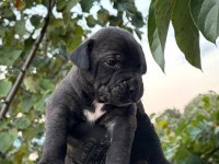 Sağlam kan presa canario yavru