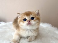 Erkek golden british shorthair yavruları