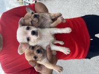 Çiçek gibi yavrular chihuahua