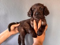 Mükemmel kalitede labrador bebeklerimiz için acele edin