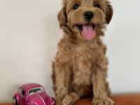 Kore kan maltipoo teacup bebeklerim