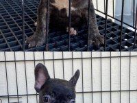 İsabella & Fluffy Taşıyıcı French Bulldog Bebekler