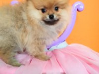 Mükemmel kalitede pomeranian dişi yavru