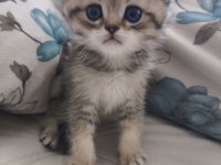 Safkan british shorthair yavru