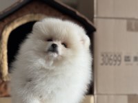 Show kalite tea cup pomeranian yavrularımız