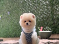 Üst Kalite Pomeranian Boo