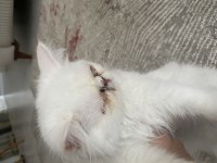 4 Aylık İran Persian (eşyalarıyla verilecektir)