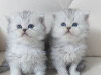 BRİTİSH LONGHAİR VE BRİTİSH SHORTAİR BEBEKLER