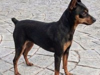 Minyatür pinscher 5 aylık