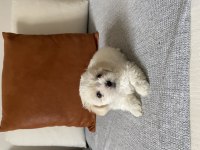 Maltipoo yavrular
