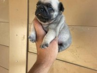 A kalite yavrular pug