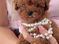 Toy Poodle Eğitimli