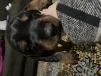 Kaliteli Doberman yavruları