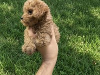 Toy poodle yavrumuz