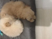 Maltipoo ve maltese