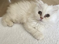 Pofuduk Tüy Yumağı İran Kedisi