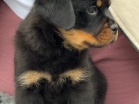 Türkiyenin en güvenilir çiftliğinden rottweiler