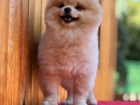 Pomeranian yavrular
