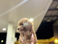 Toy poodle yavrularımız yeni yuvasını arıyor
