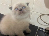Mavi boncuğum scottish fold