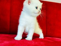 British shorthair scottish