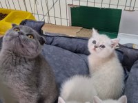Beyazlar 2 Aylık Gri 3 Aylık Kalite Bebek Kediler