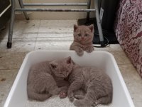 British shorthair kediler