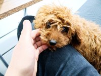4.5 aylık dişi teacup poodle